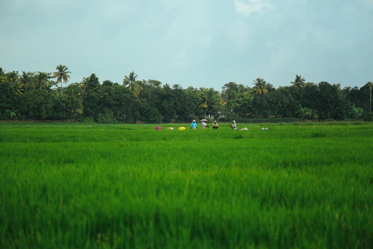 Palmgrove Lake Resort Alappuzha Kültér fotó